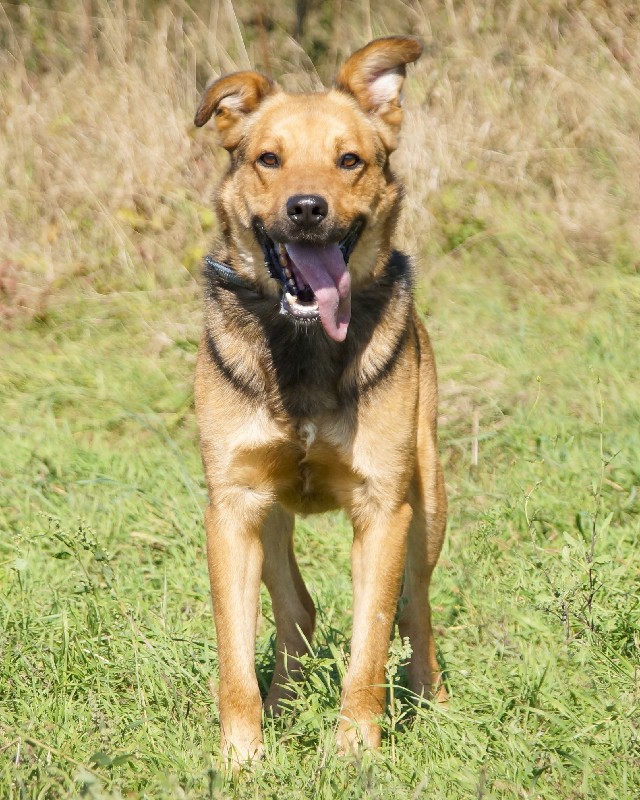 Bridż