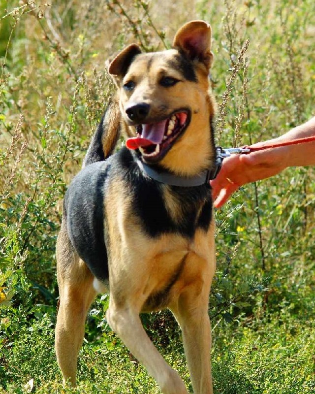 Bączek