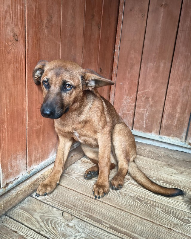 Doris