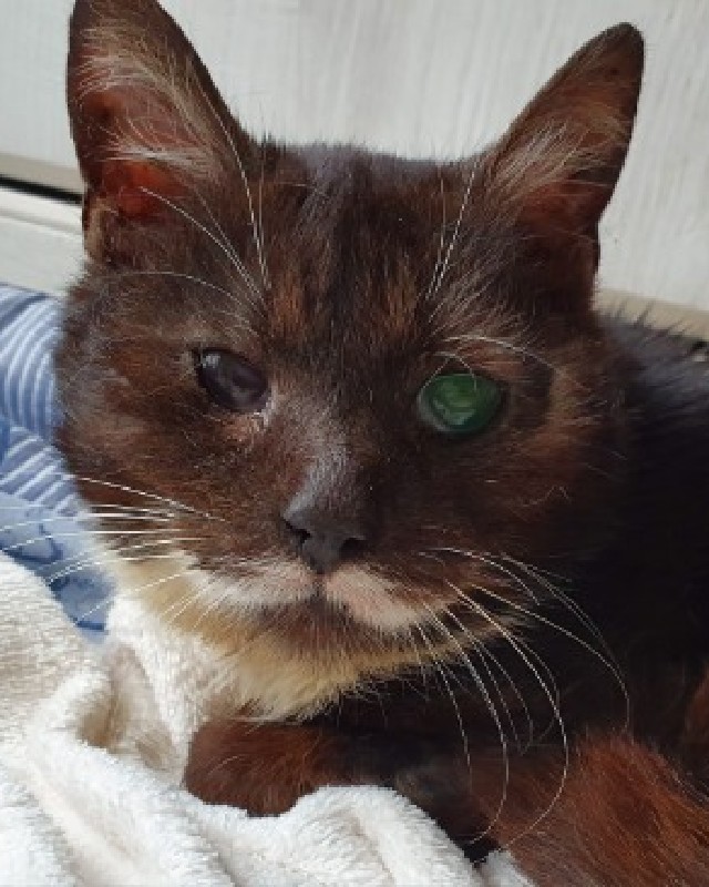 Minutka