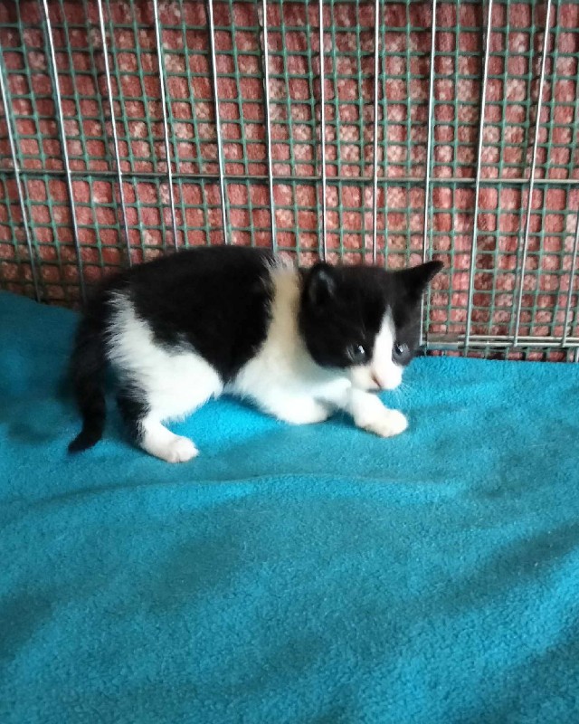 Masza