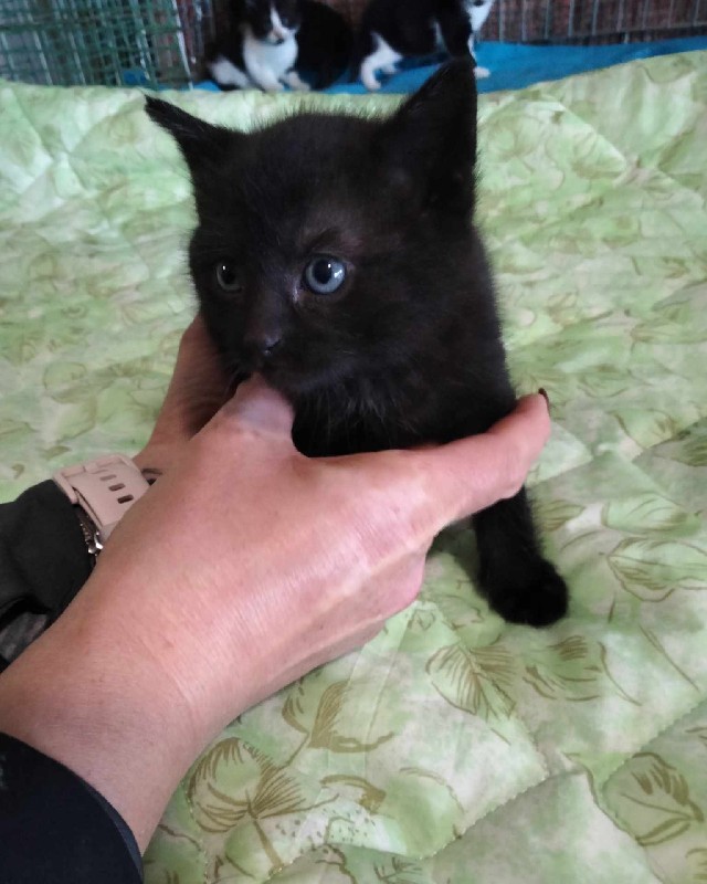 Mia