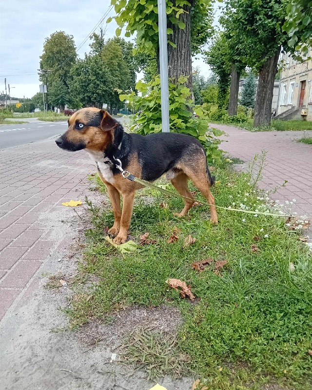 Wist